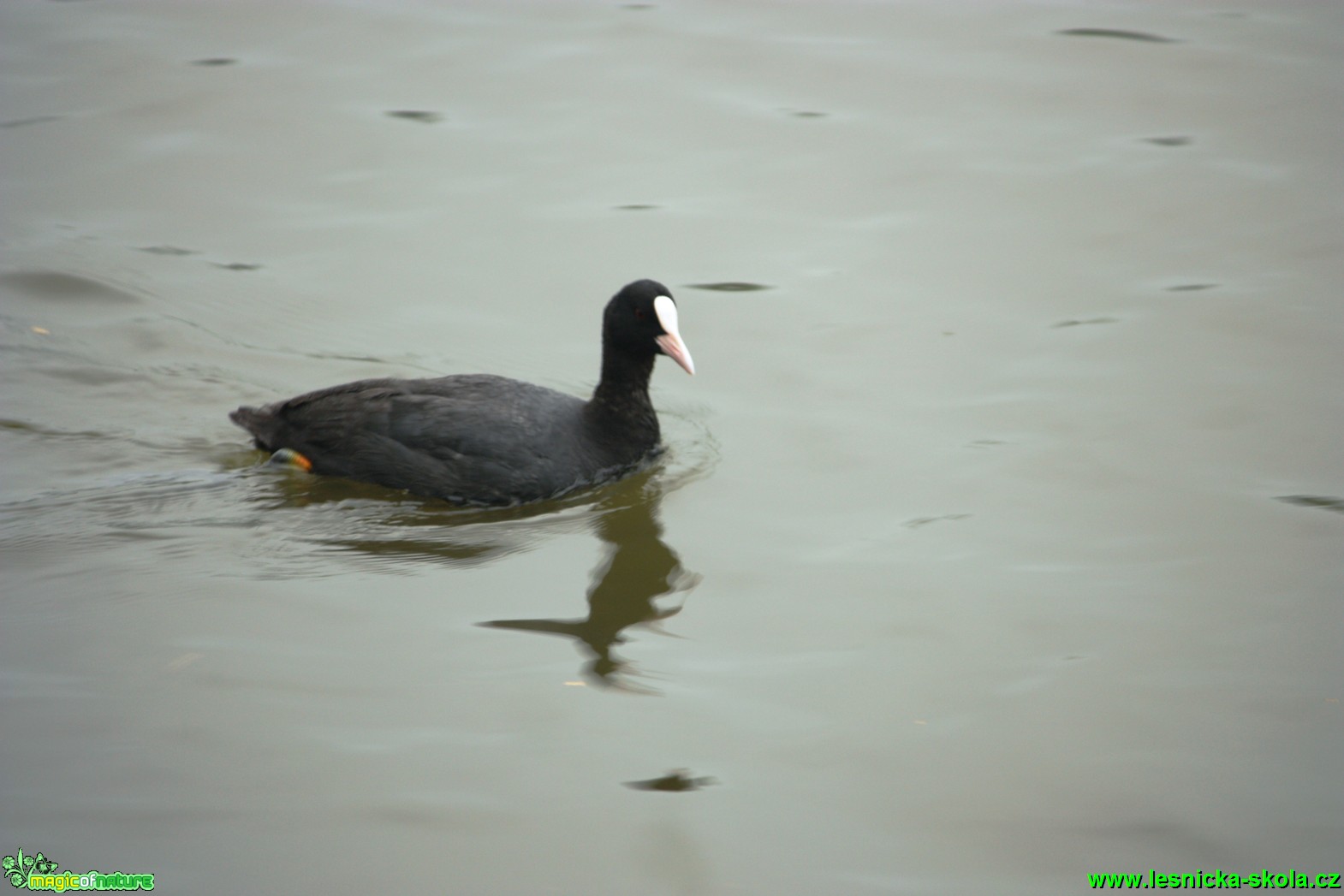 Lyska černá - Fulica atra - Foto Gerd Ritschel (1)