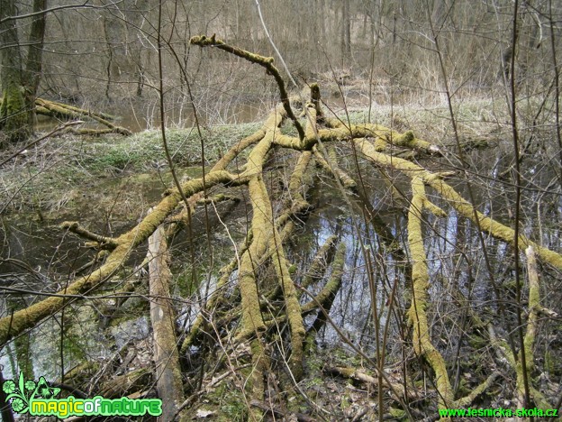 Koloběh přírody - Foto Martina Šmejkalová