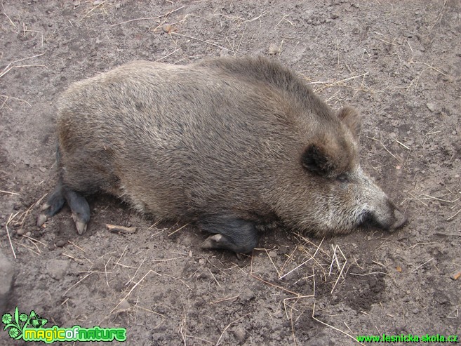 Prase divoké - Sus scrofa - Foto Martina Šmejkalová