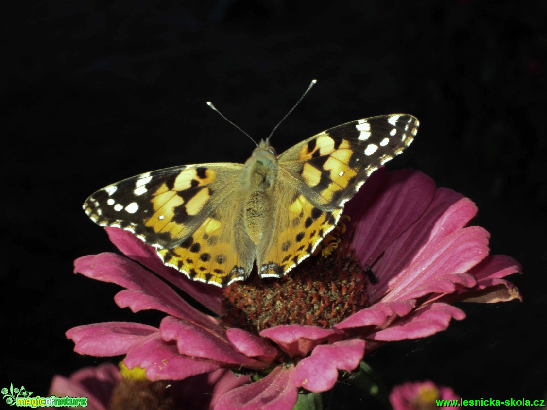 Babočka bodláková - Vanessa cardui - Foto Martina Šmejkalová