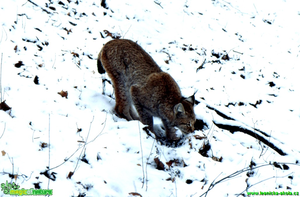 Rys ostrovid - Lynx lynx - Foto Gerd Ritschel (4)