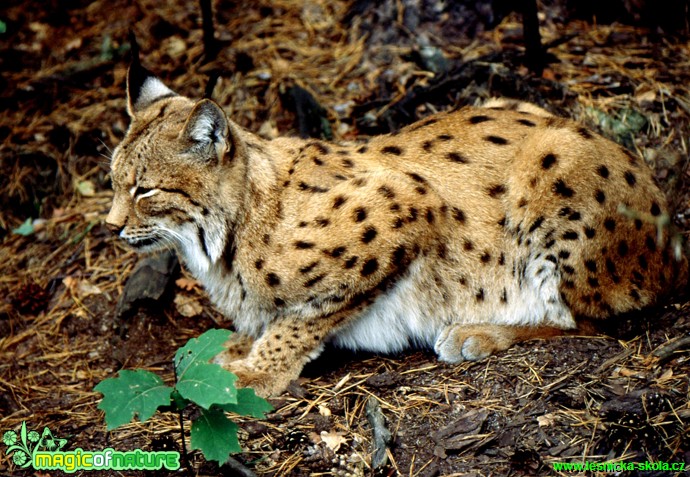 Rys ostrovid - Lynx lynx - Foto Gerd Ritschel (7)