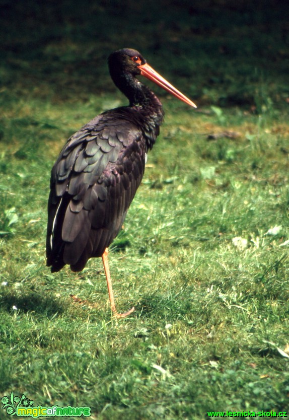 Čáp černý - Ciconia nigra - Foto Gerd Ritschel (3)