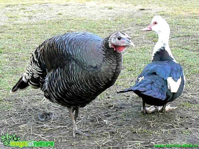 Krůta bronzová a kachna pyžmová - Foto Eliška Devátá