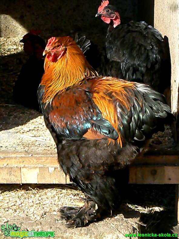 Brahmanka - Foto Eliška Devátá (7)