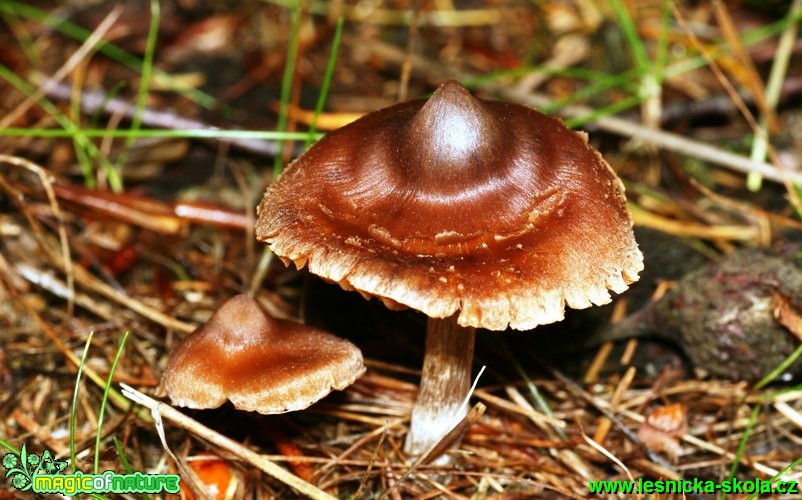 Pavučinec - Cortinarius casimiri - Foto G. Ritschel