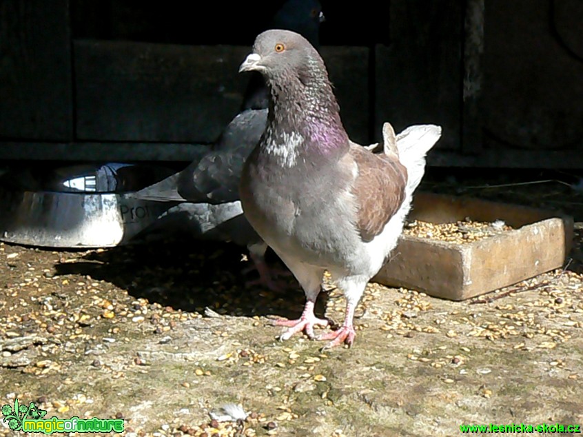 Holub domácí -  Columba livia f. domestica- Foto Eliška Devátá