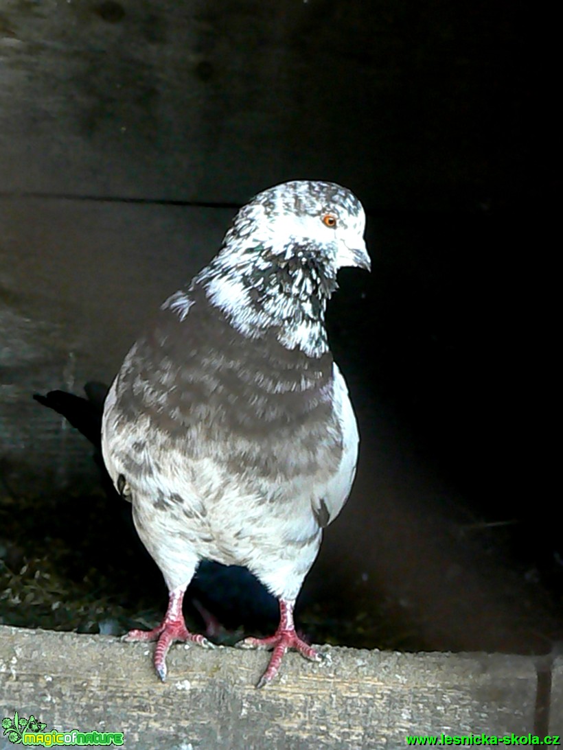 Holub domácí -  Columba livia f. domestica- Foto Eliška Devátá (1)