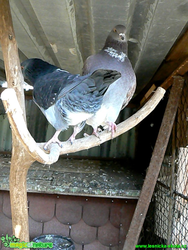 Holub domácí -  Columba livia f. domestica- Foto Eliška Devátá (2)