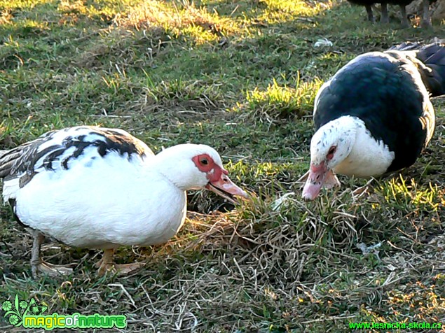 Kachna pyžmová - Foto Eliška Devátá (2)