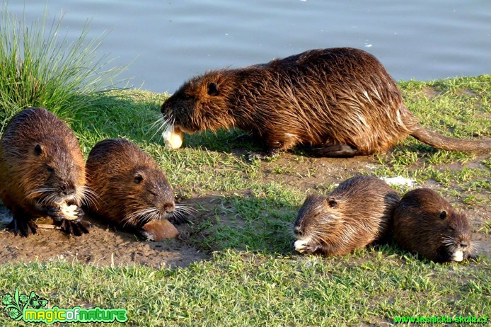 Nutrie říční - Myocastor coypus - Foto Ivana Šťastná