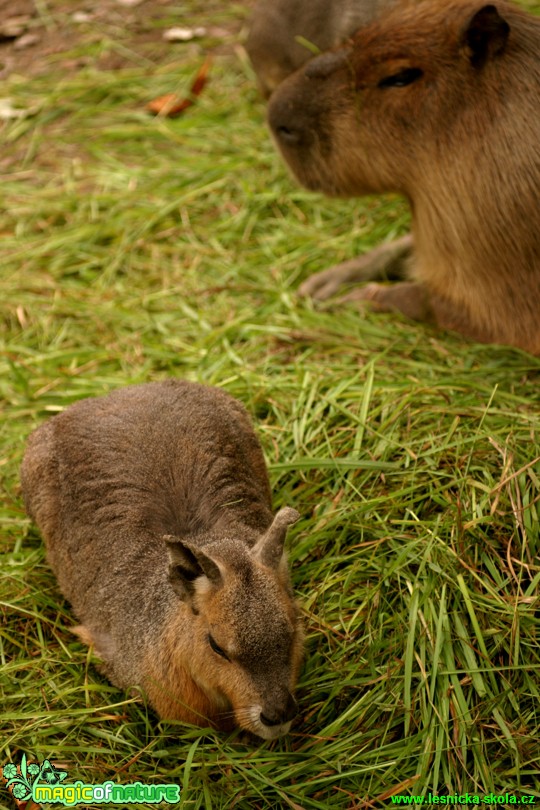 Mara stepní - Dolichotis patagonum - Foto Gerd Ritschel