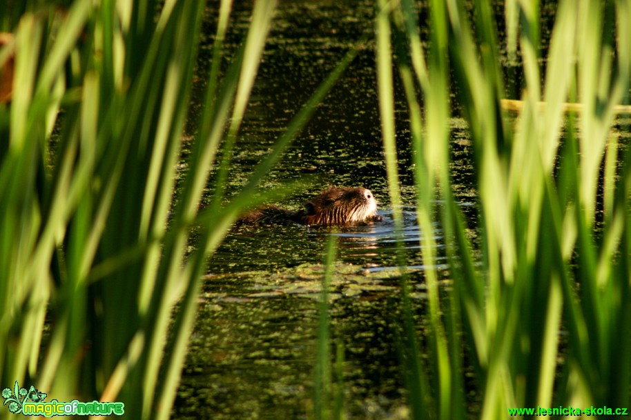 Nutrie říční - Myocastor coypus - Foto Gerd Ritschel (1)