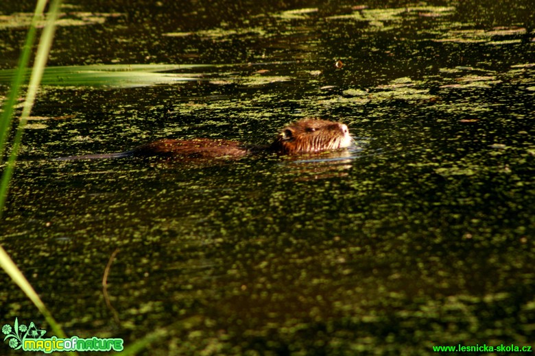 Nutrie říční - Myocastor coypus - Foto Gerd Ritschel (2)