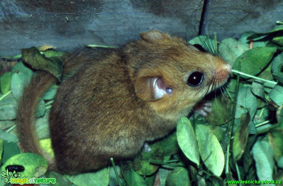 Plšík lískový - Muscardinus avellanarius - Foto Gerd Ritschel (1)