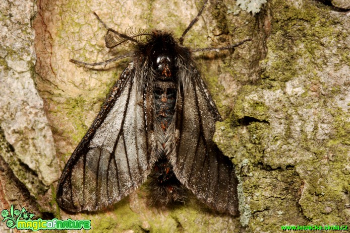 Hřbetozubec javorový - Ptilophora plumigera - Foto Gerd Ritschel (1)