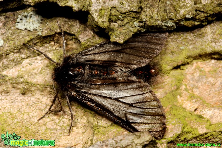 Hřbetozubec javorový - Ptilophora plumigera - Foto Gerd Ritschel (2)