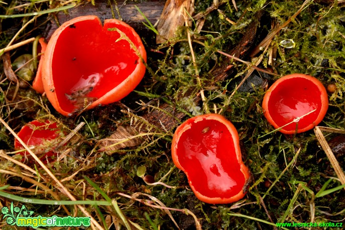 Ohnivec šarlatový - Sarcoscypha coccinea - Foto Gerd Ritschel (4)