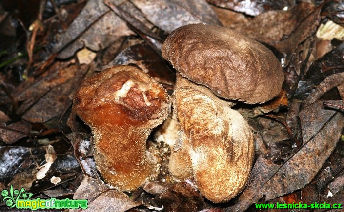 Pýchavka čokoládová - Lycoperdon molle - Foto G. Ritschel