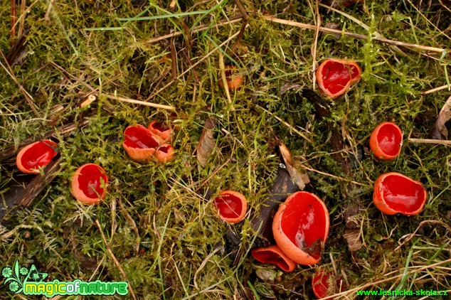 Ohnivec šarlatový - Sarcoscypha coccinea - Foto Gerd Ritschel (5)