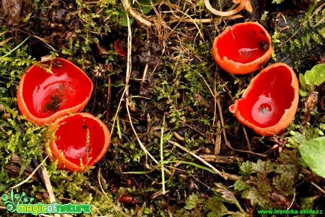 Ohnivec šarlatový - Sarcoscypha coccinea - Foto Gerd Ritschel (6)