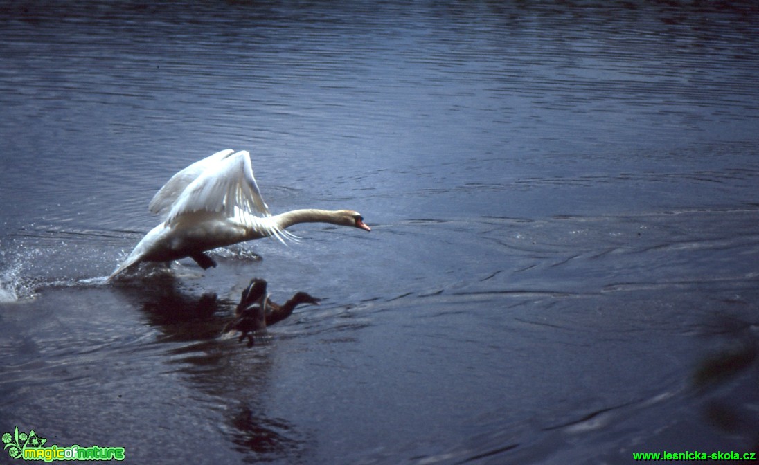 Labuť velká - Cygnus olor - Foto Gerd Ritschel (5)