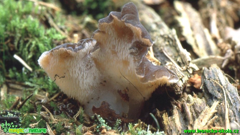 Rosolozub huspenitý - Pseudohydnum gelatinosum - Foto G. Ritschel