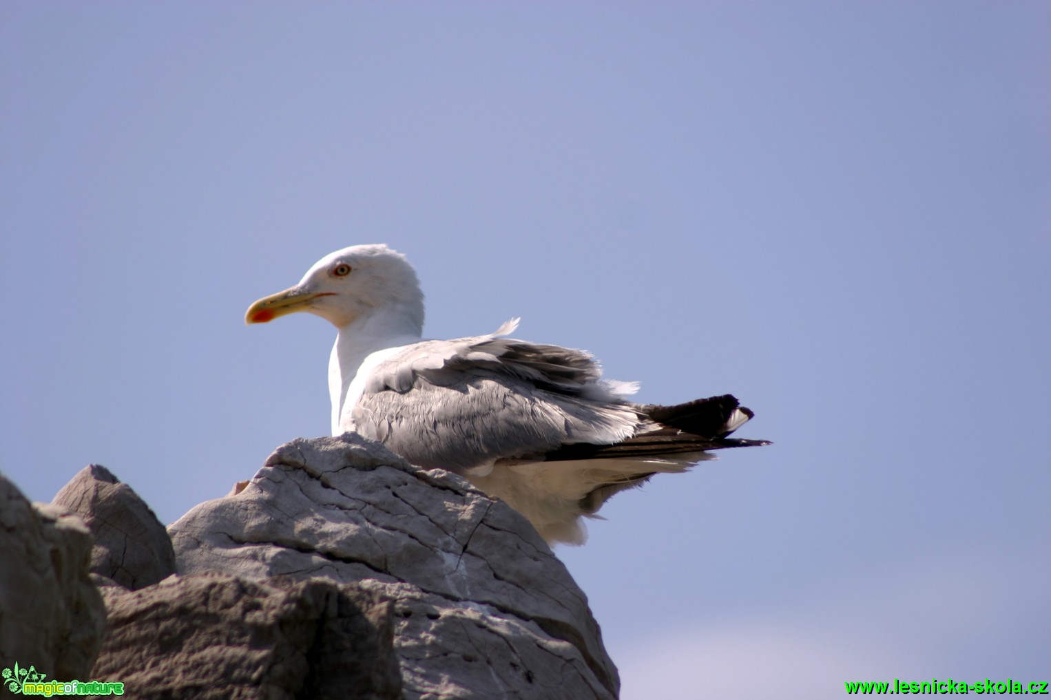 Racek stříbřitý - Larus argentatus - Foto Gerd Ritschel