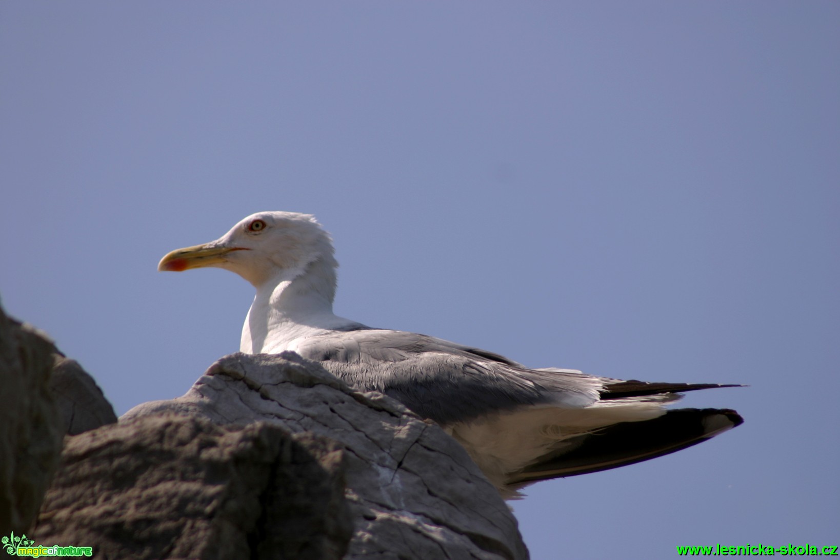 Racek stříbřitý - Larus argentatus - Foto Gerd Ritschel (1)