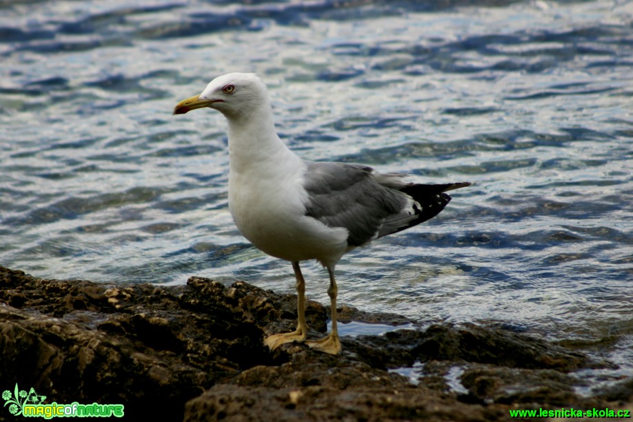 Racek stříbřitý - Larus argentatus - Foto Gerd Ritschel (2)