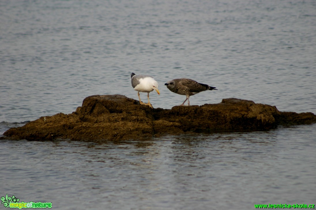 Racek stříbřitý - Larus argentatus - Foto Gerd Ritschel (3)