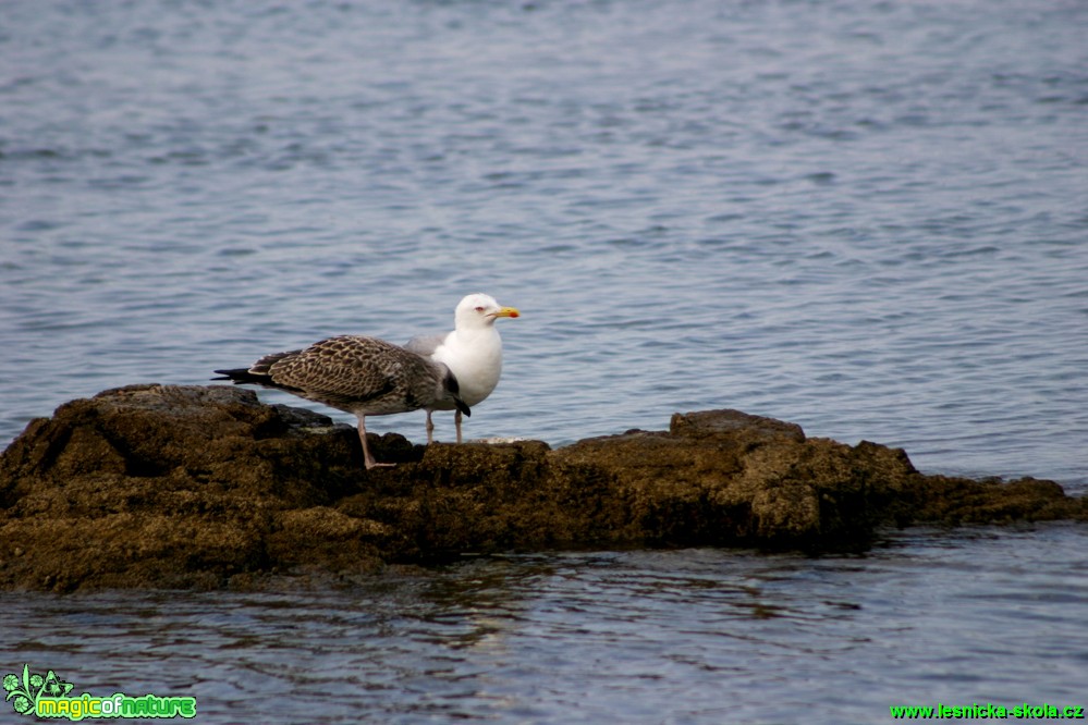 Racek stříbřitý - Larus argentatus - Foto Gerd Ritschel (4)