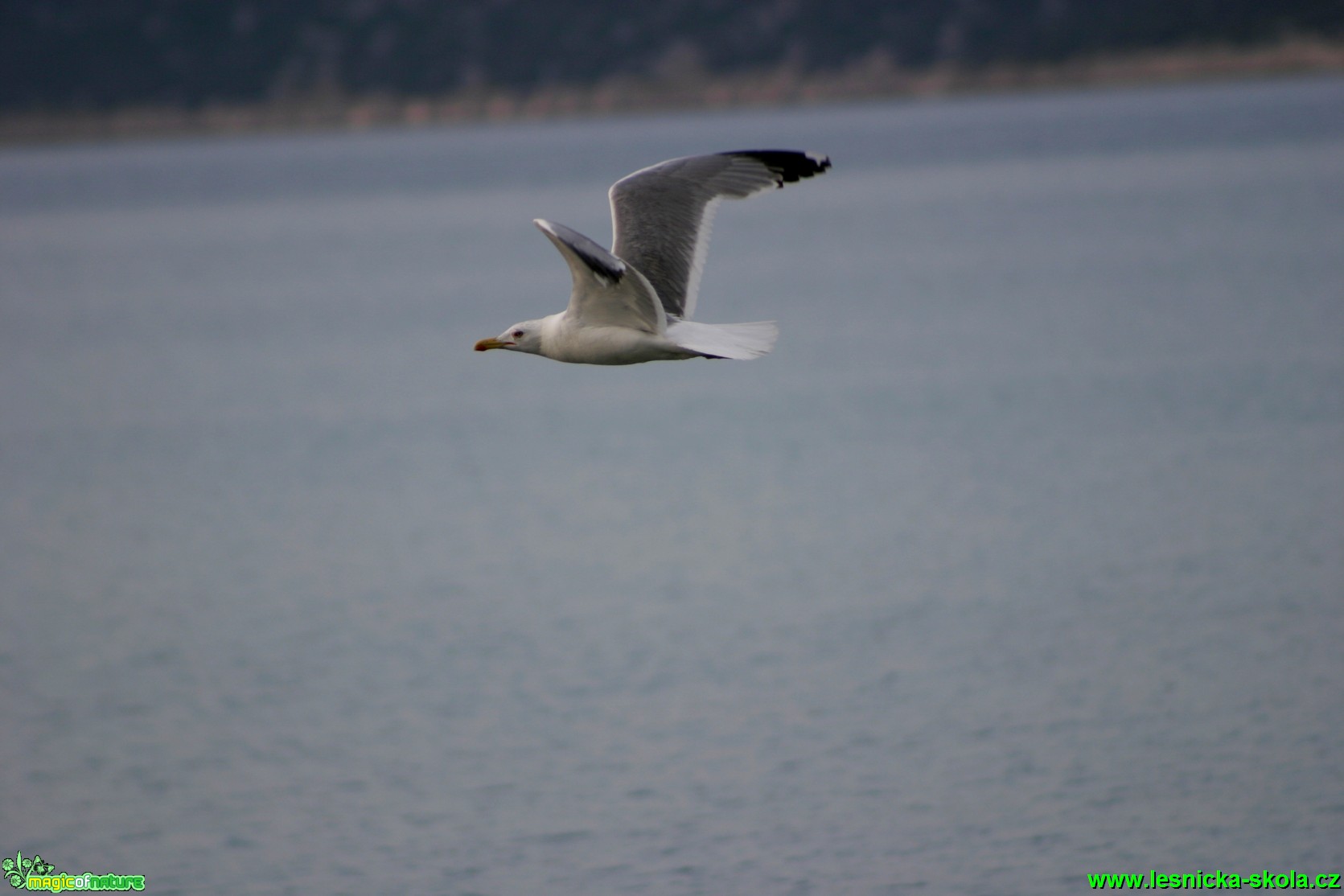 Racek stříbřitý - Larus argentatus - Foto Gerd Ritschel (5)