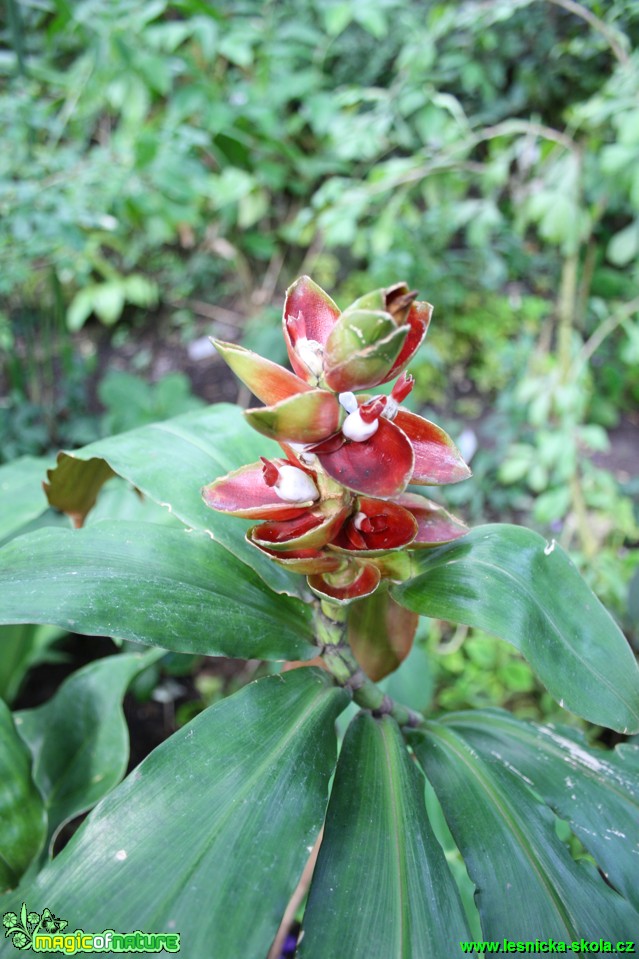 Costus malortieanus - Stř. Amerika - Botanická zahrada Teplice - Foto David Hlinka (1)