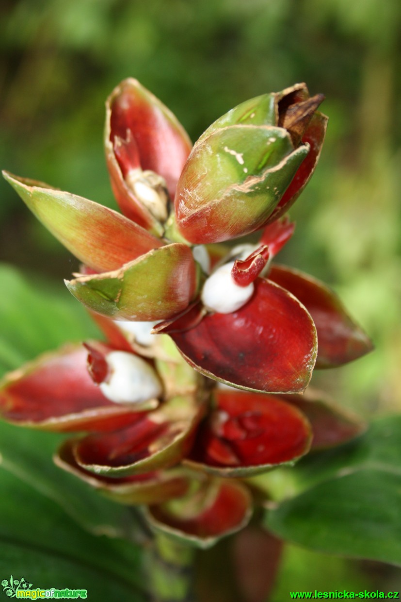 Costus malortieanus - Stř. Amerika - Botanická zahrada Teplice - Foto David Hlinka (2)