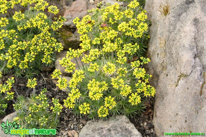 Osivka, chudina španělská - Draba hispanica - Botanická zahrada Teplice - Foto David Hlinka