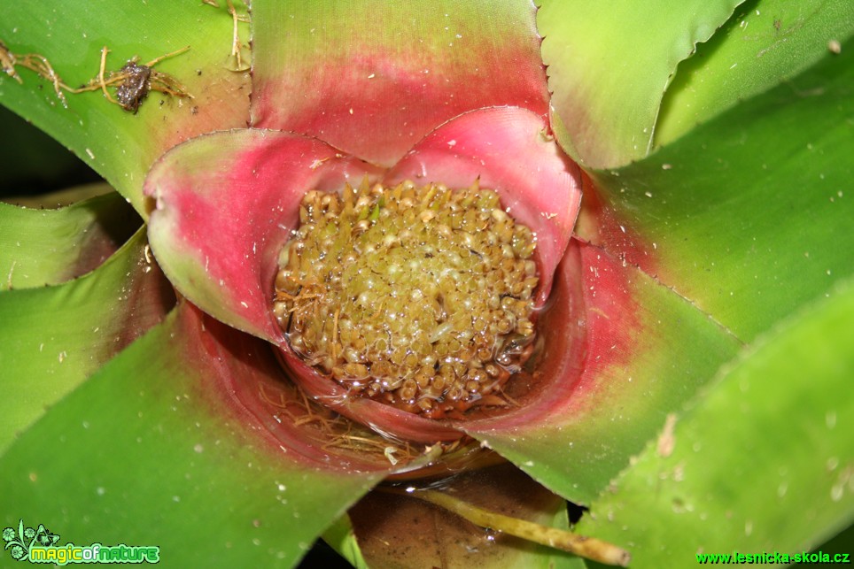 Sinnigia elatior - Brazílie - Botanická zahrada Teplice - Foto David Hlinka (1)