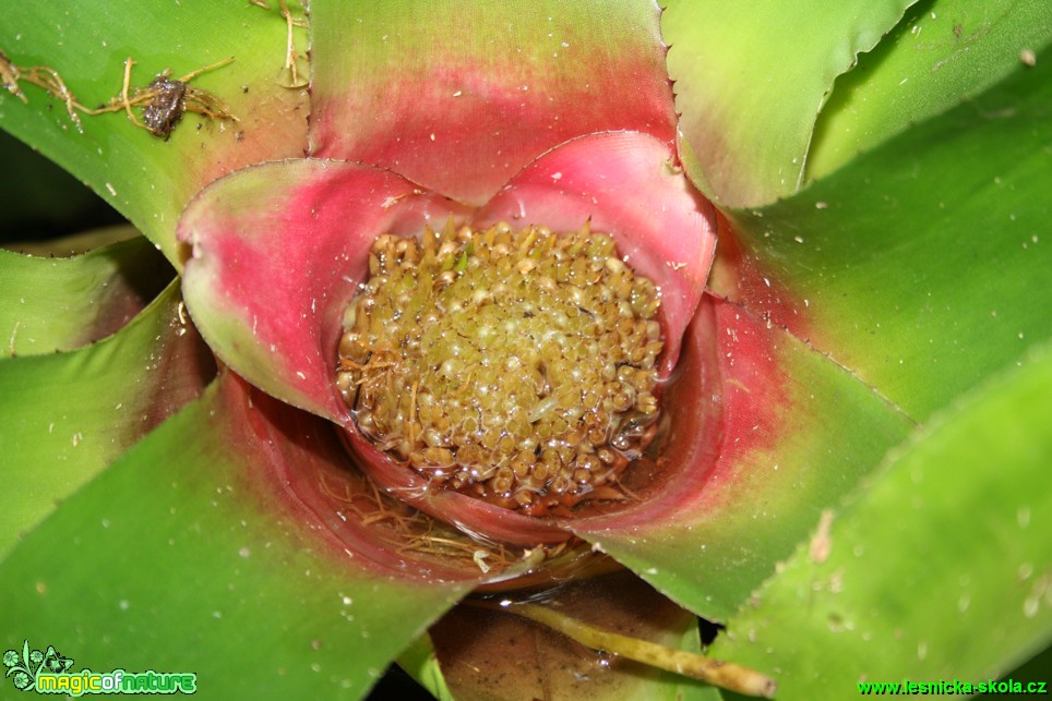 Sinnigia elatior - Brazílie - Botanická zahrada Teplice - Foto David Hlinka (1)