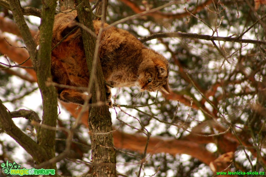 Kočka divoká - Felis silvestris - Foto Gerd Ritschel (1)