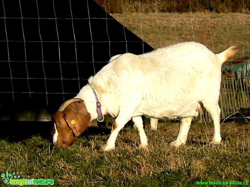 Burská koza - Foto Eliška Devátá (4)