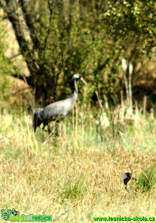 Jeřáb popelavý - Grus grus - Foto G. Ritschel