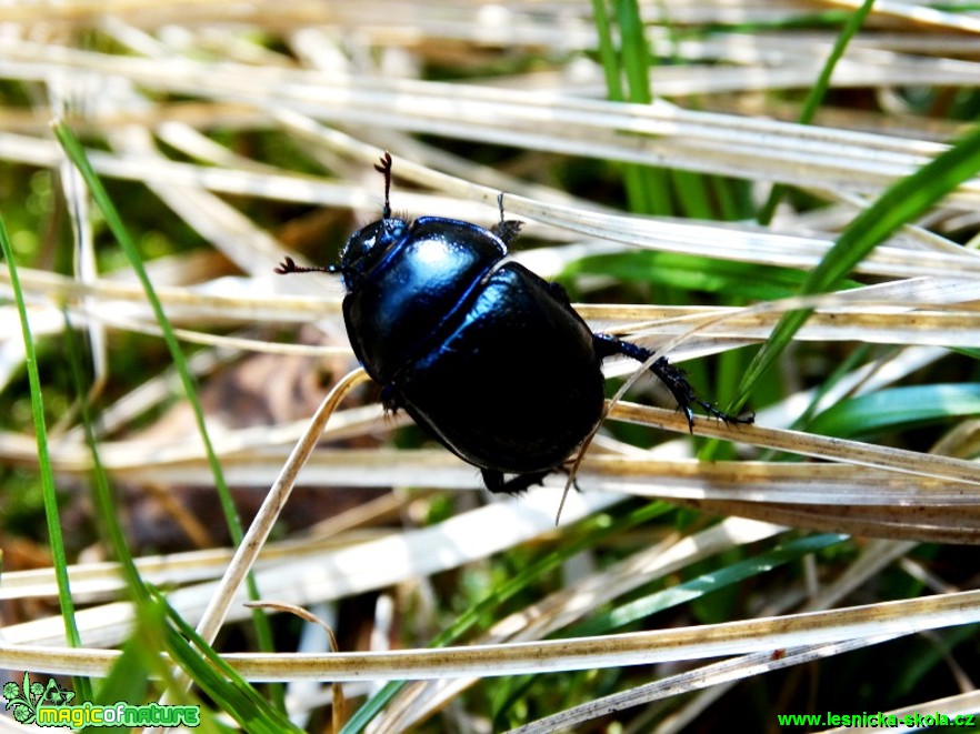 Chrobák lesní - Anoplotrupes stercorosus - Foto Karel Kříž