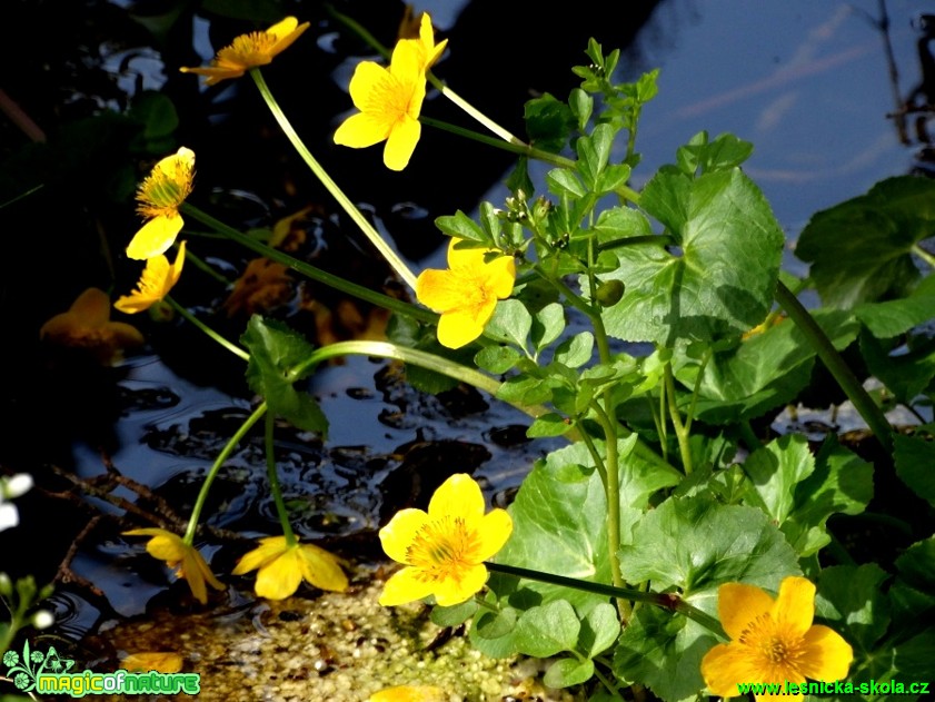 Blatouch bahení - Calta palustris - Foto Karel Kříž