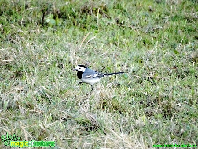 Konipas bílý - Motacilla alba - Foto Karel Kříž