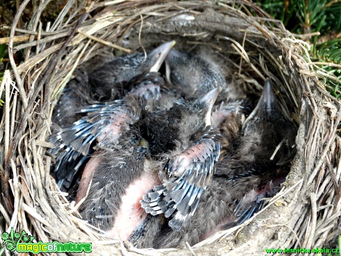 Kos černý (mláďata) - Turdus merula - Foto Karel Kříž (1)