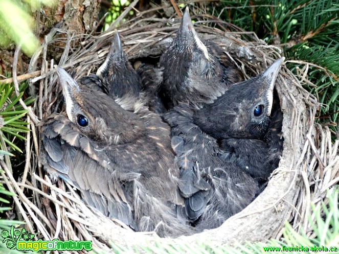 Kos černý (mláďata) - Turdus merula - Foto Karel Kříž (3)