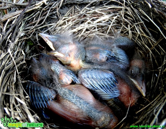 Kos černý (mláďata) - Turdus merula - Foto Karel Kříž