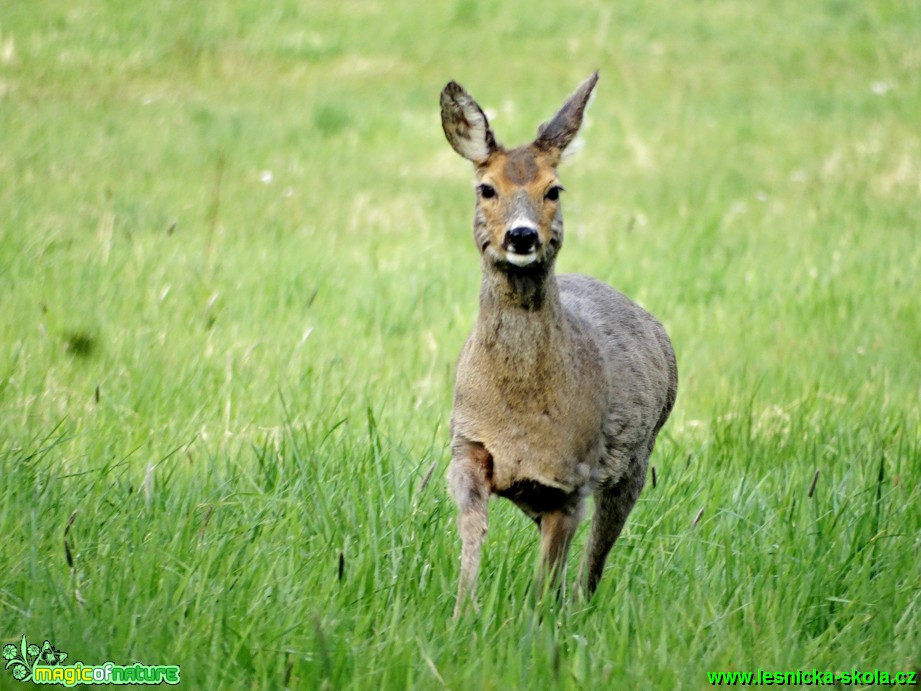 Srna - Capreolus capreolus - Foto  Karel Kříž (3)