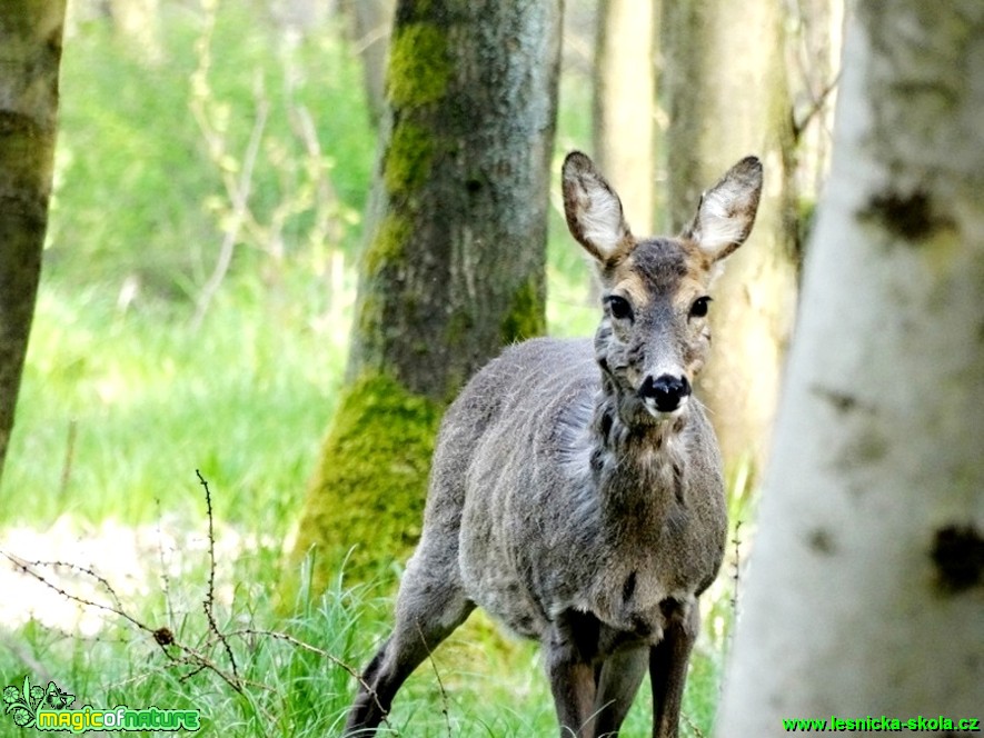 Srna - Capreolus capreolus - Foto Karel Kříž (2)