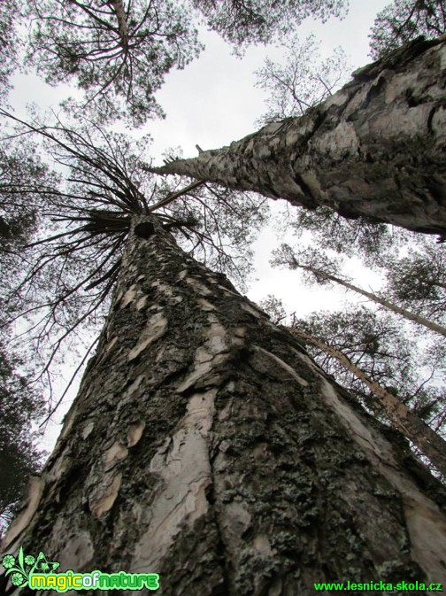 Pohled do korun - Foto Rasťo Salčík